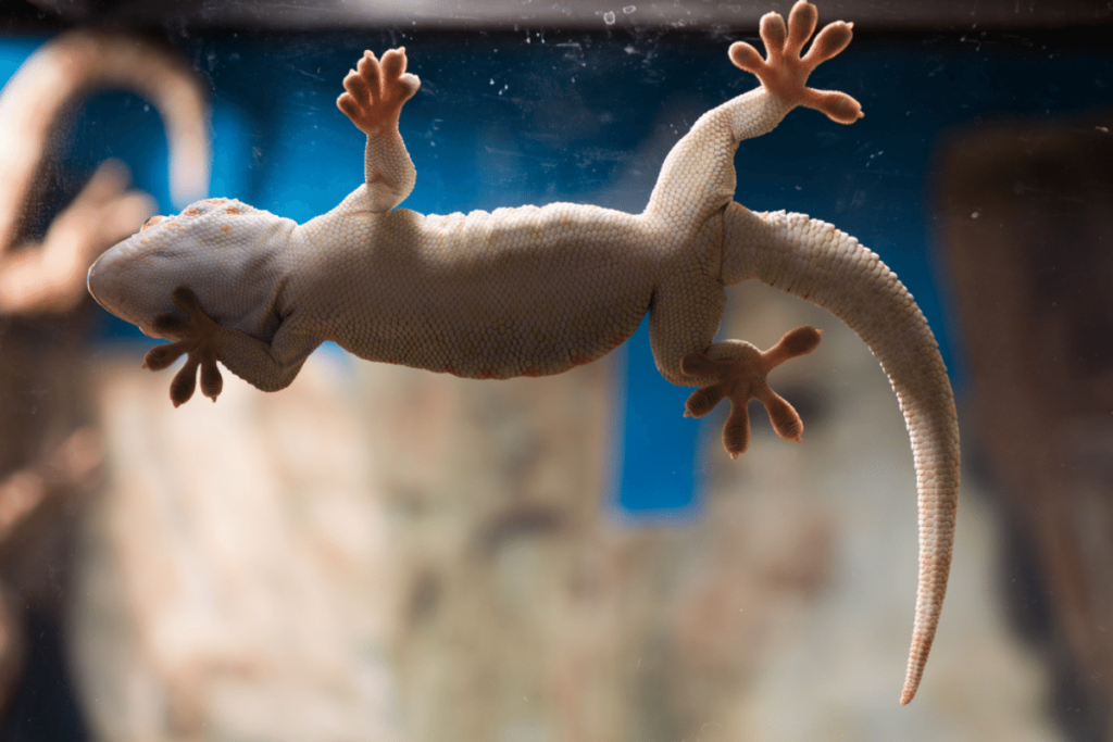 Can Leopard Geckos Climb Glass? Mystery of Their Unique Abilities